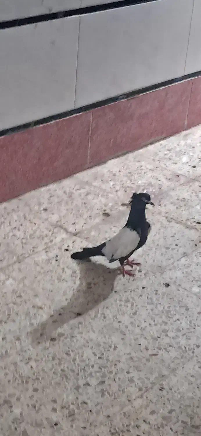 کبوتر|پرنده|اندیمشک, |دیوار