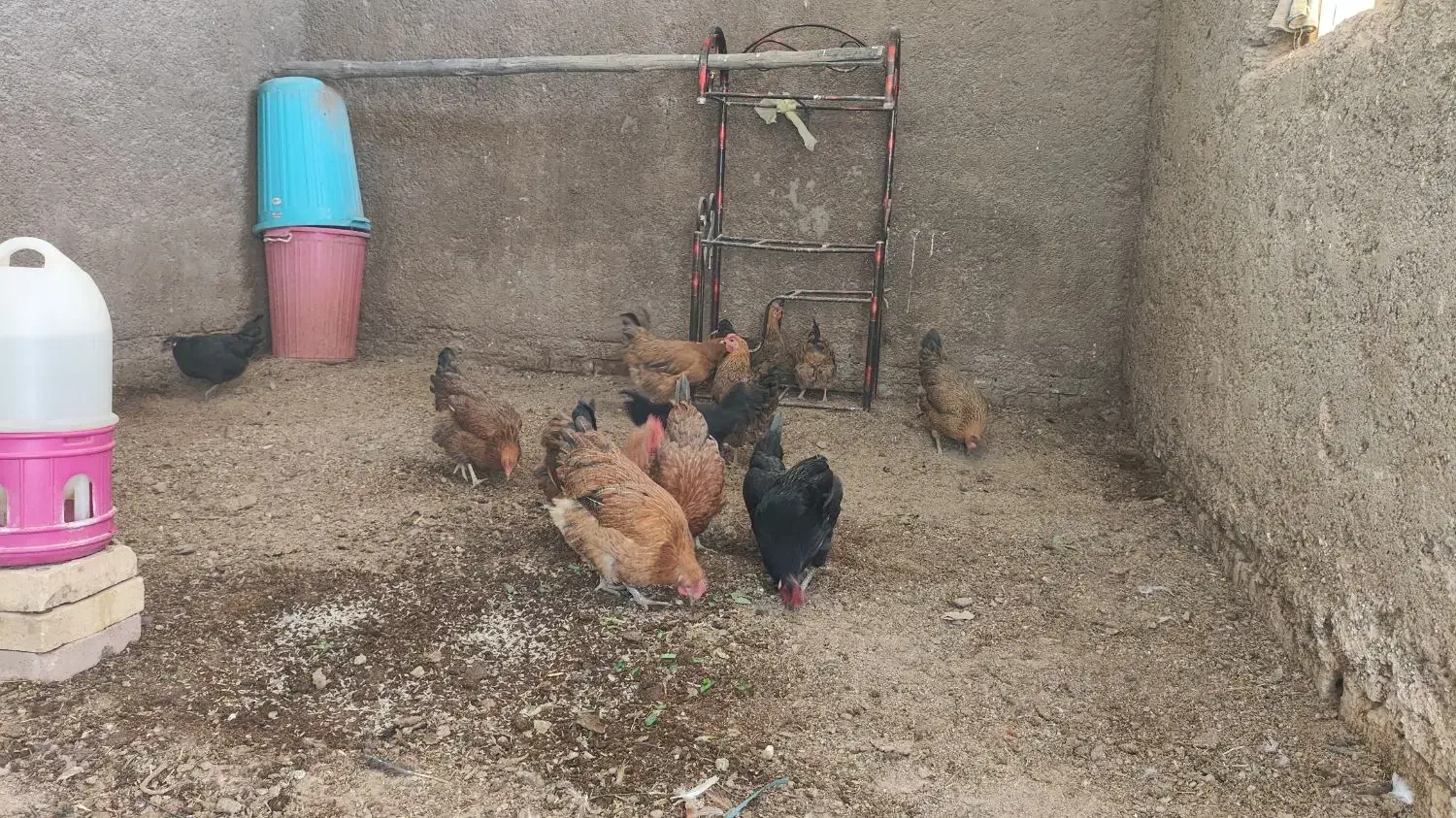 مرغ و خروس|حیوانات مزرعه|حمیدیه, |دیوار