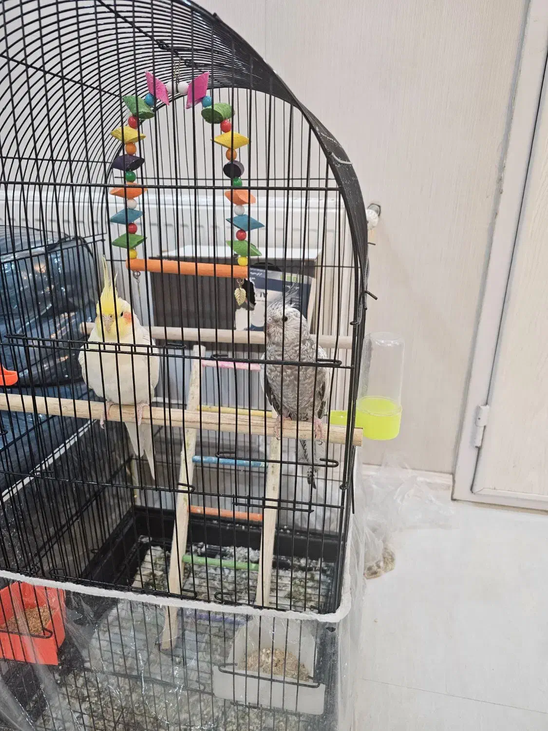 یک جفت عروس هلندی با تخم|پرنده|مشهد, بهاران|دیوار