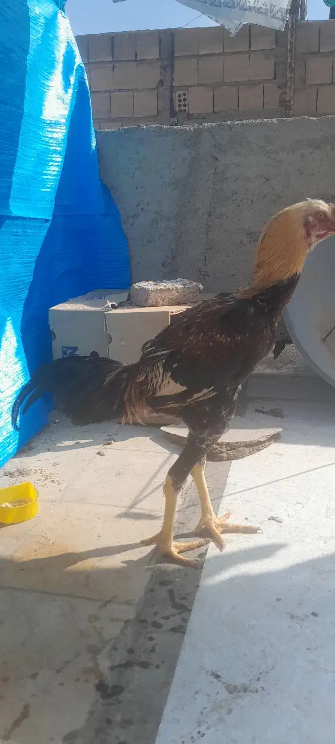 جوجه خروس لاری|حیوانات مزرعه|باقرشهر, |دیوار