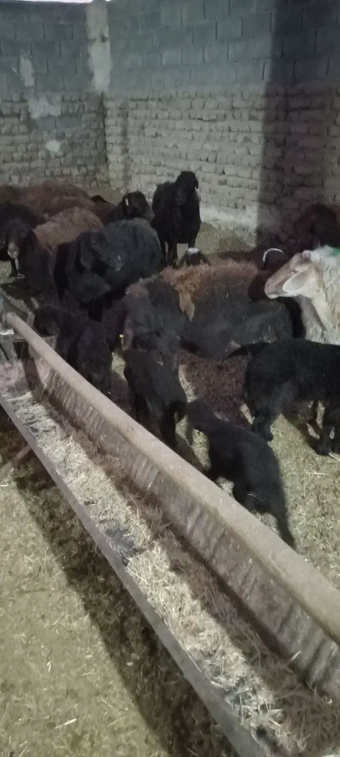 میش زایده|حیوانات مزرعه|نصر آباد, |دیوار