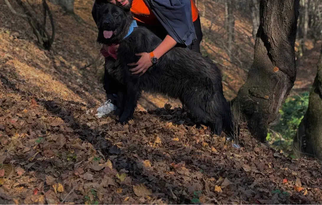 ژرمن بلک کینگ سایز|سگ|تبریز, |دیوار