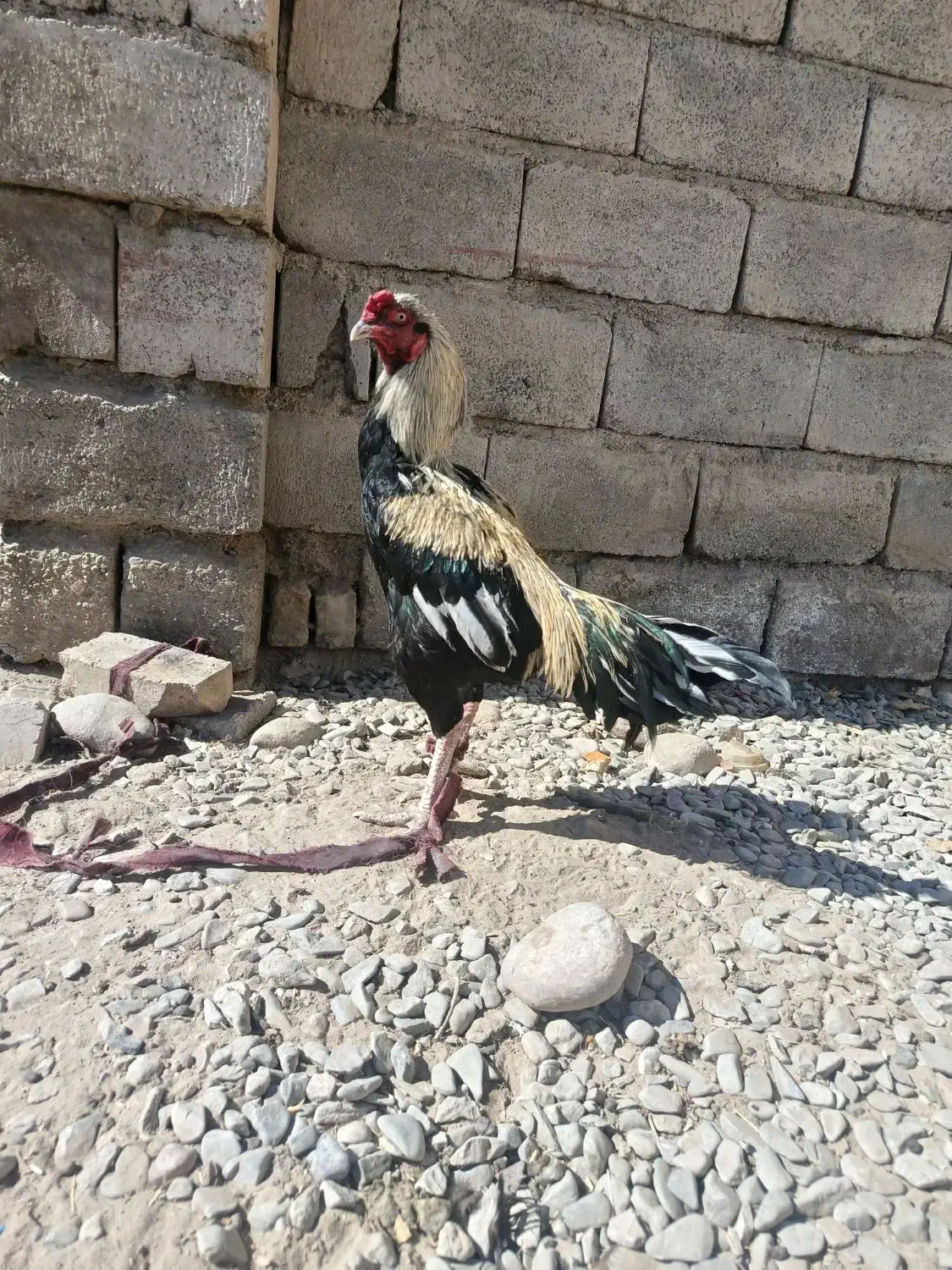 خروس جاوا|حیوانات مزرعه|ایرانشهر, |دیوار