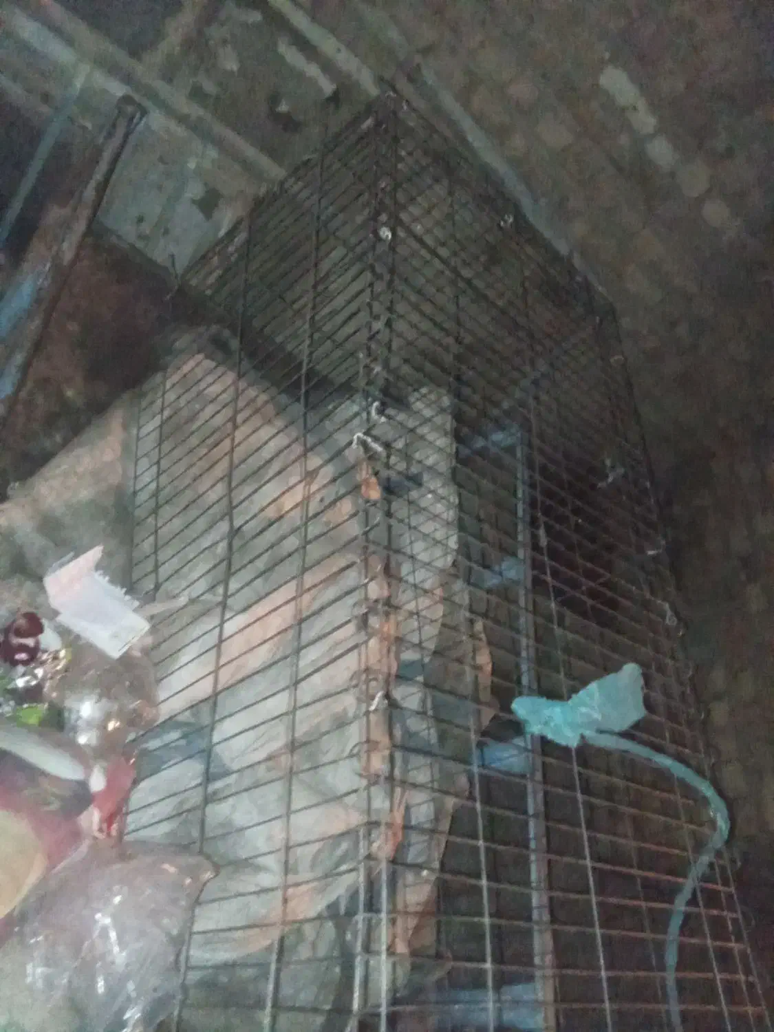 قفس پرنده|پرنده|تربت جام, معدآباد|دیوار