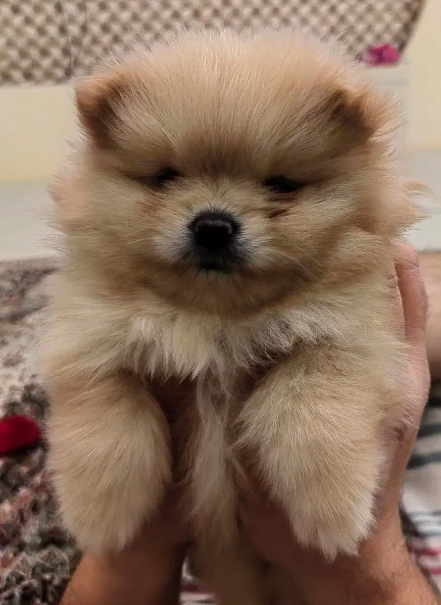 پامر خرسی اصیل|سگ|کرمانشاه, |دیوار