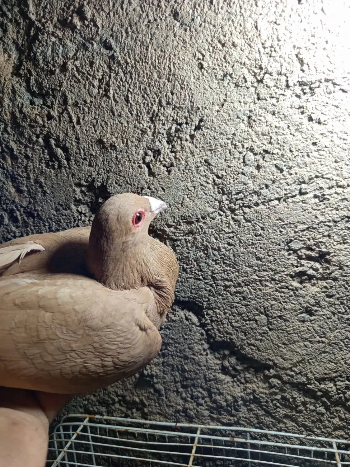 مجسه کفتر|حراج|مهریز, |دیوار