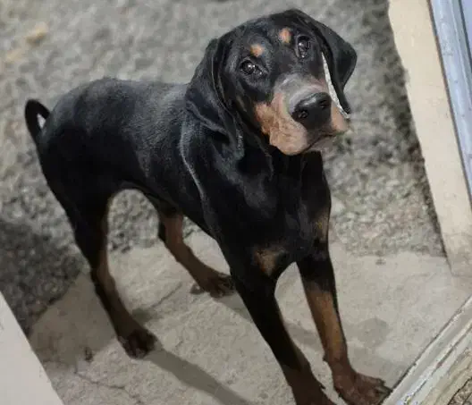 دوبرمن اروپایی نر پوست چرمی|سگ|تهران, تجریش|دیوار