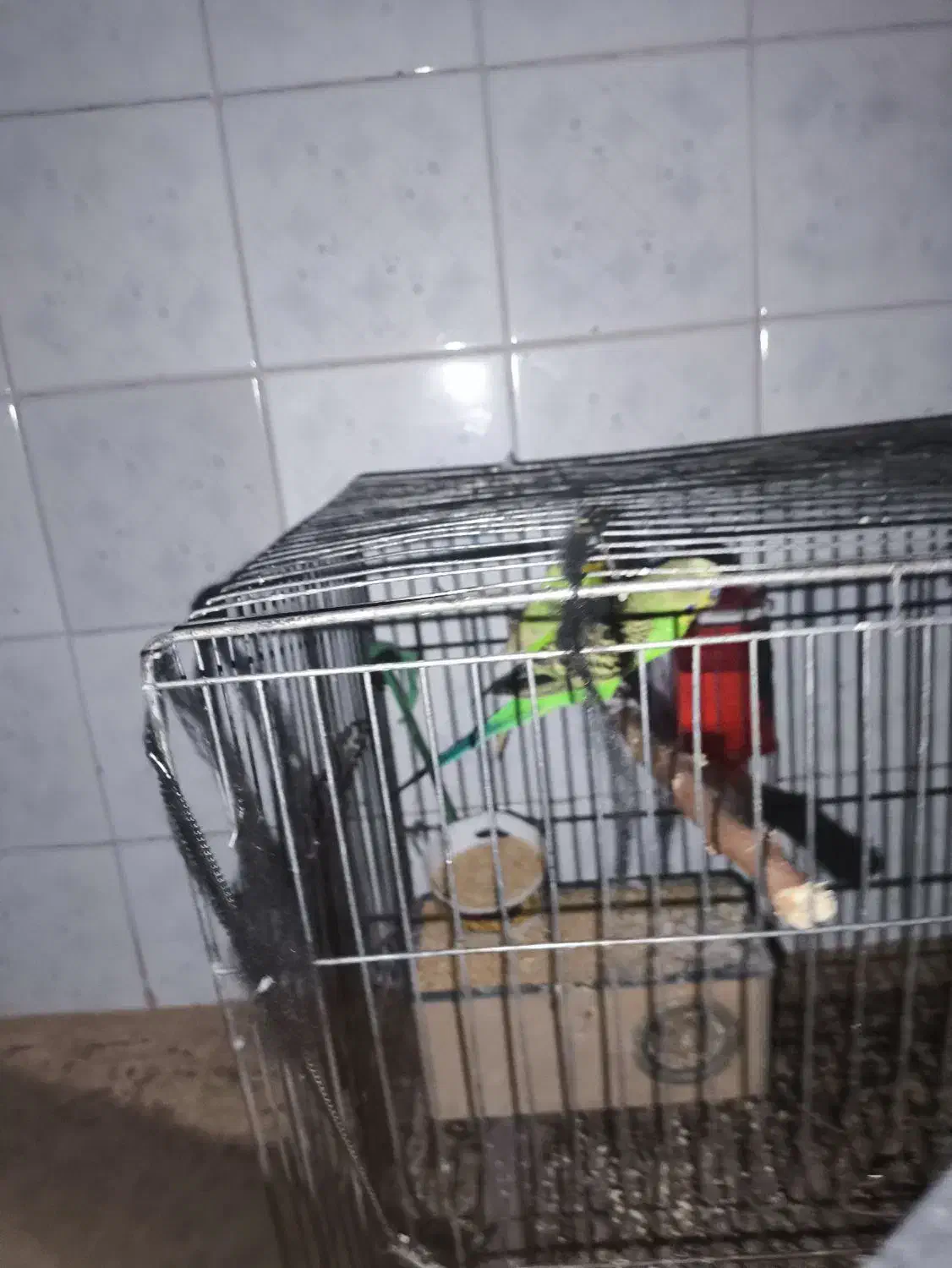 مرغ عشق سرو حال|پرنده|دهلران, |دیوار