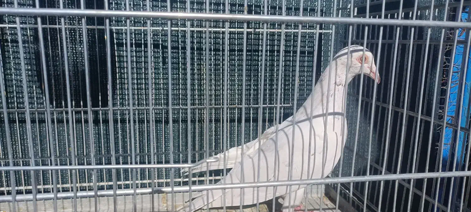 کبوتر دورگ|پرنده|فولادشهر, سایت صنعتی کاوه|دیوار