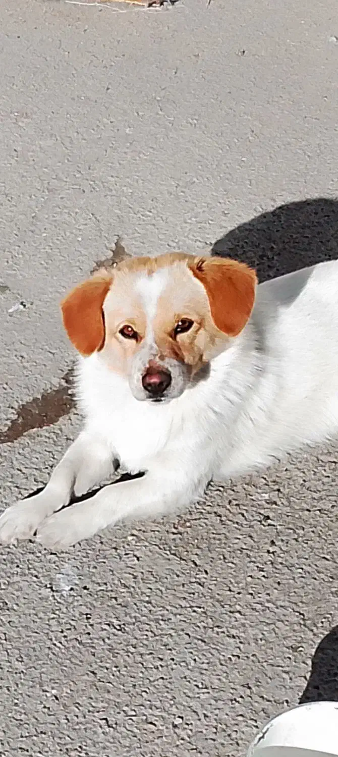 سگ پاکوتاه|سگ|اردبیل, |دیوار