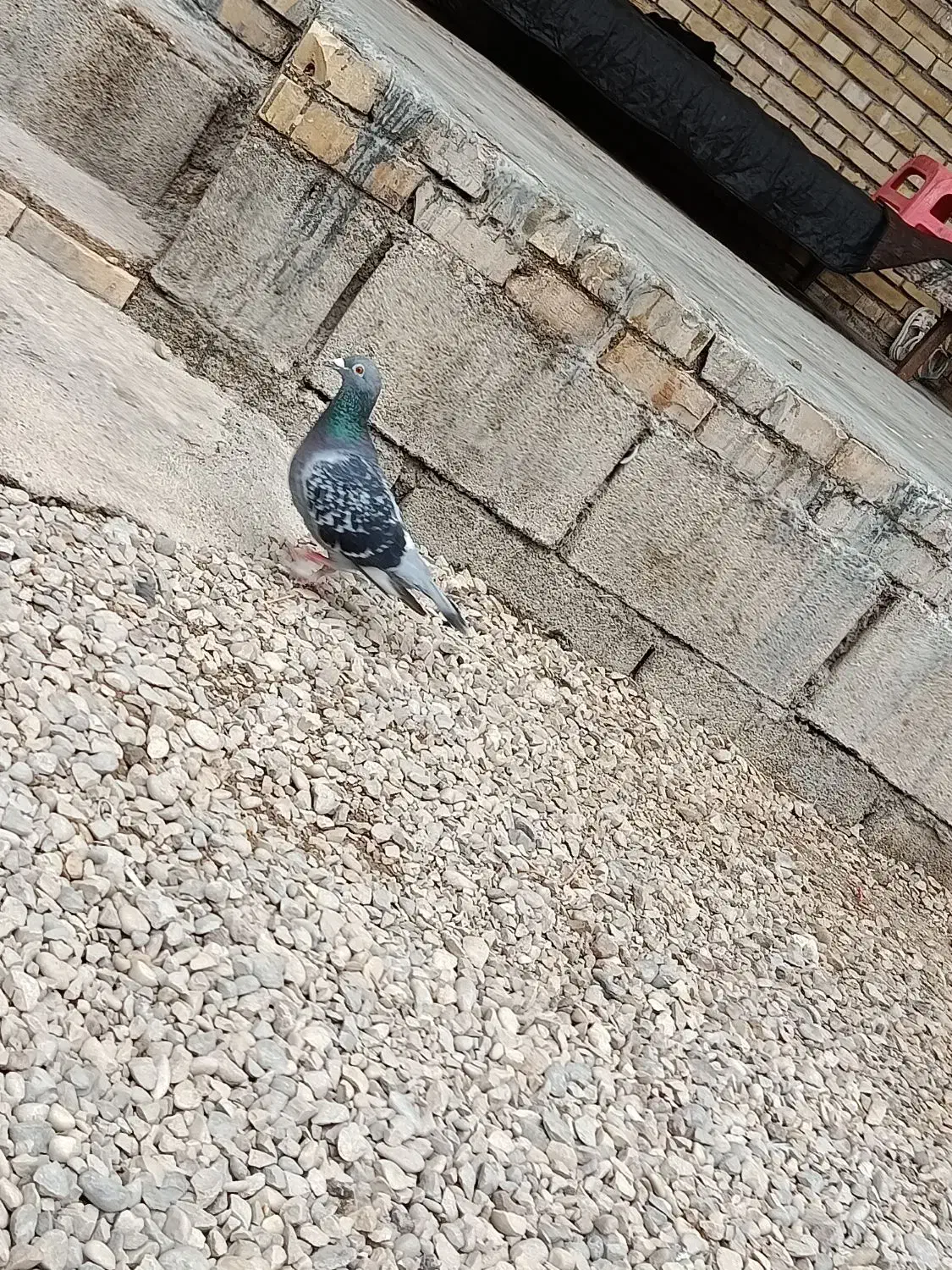 کبوتر|پرنده|دزفول, |دیوار