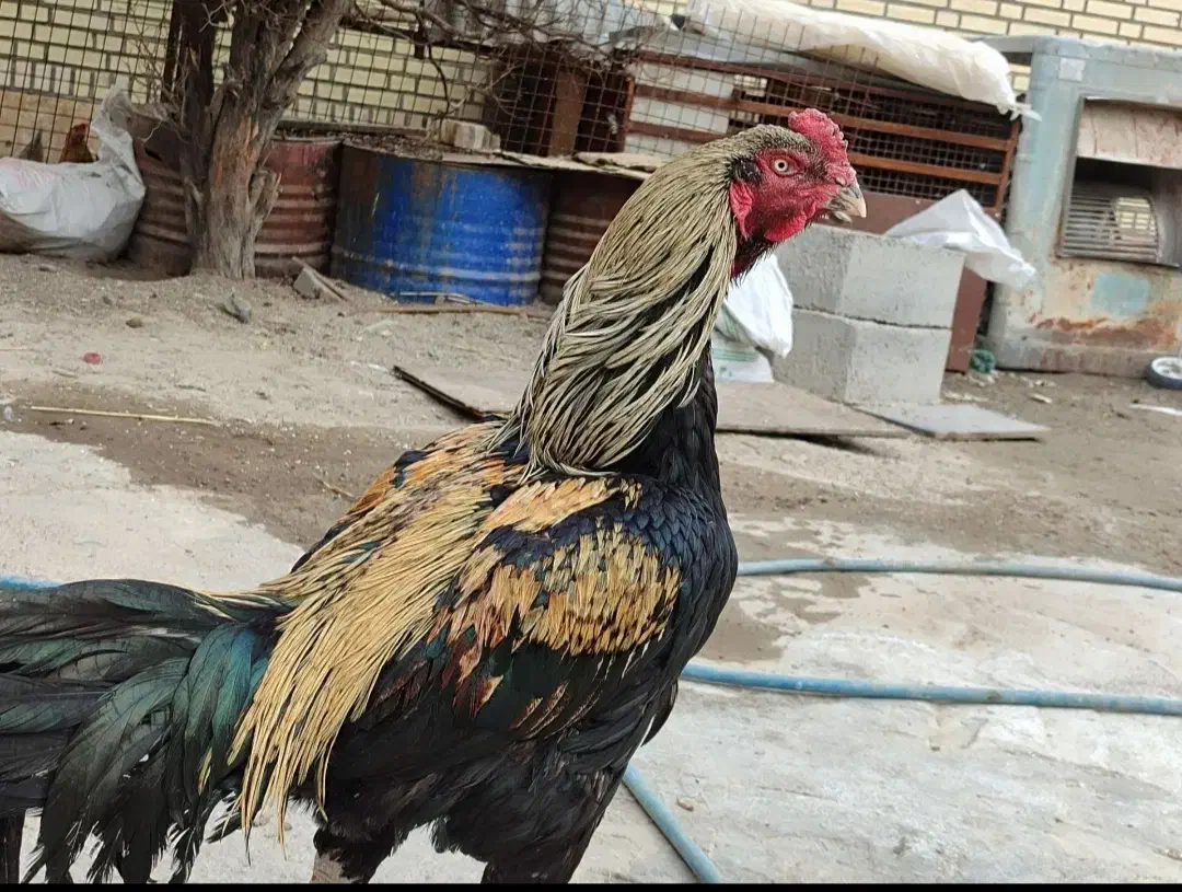 خروس مرغ لاری|حیوانات مزرعه|فشاپویه, |دیوار