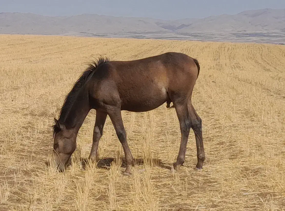 نریان|اسب و تجهیزات اسبسواری|تبریز, |دیوار