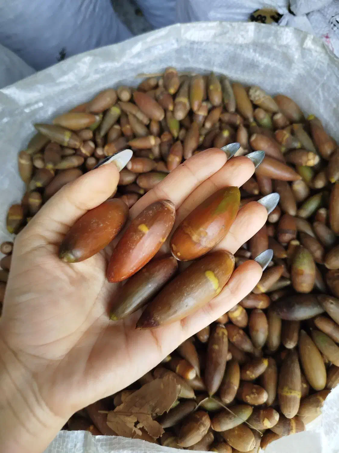 بلوط|خوردنی و آشامیدنی|لردگان, |دیوار