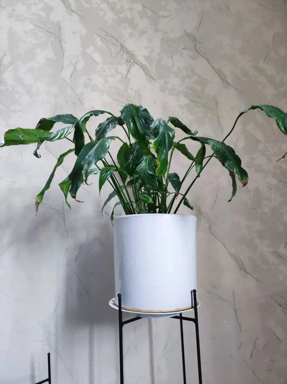 گل‌های طبیعی وسالم پرورش‌یافته باعشق توی خونه‌مون|گل و گیاه طبیعی|دلند, |دیوار