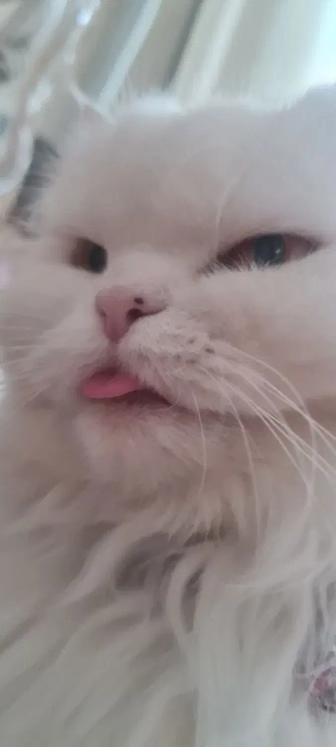 واگذاری پرشین ماده|گربه|ملارد, |دیوار