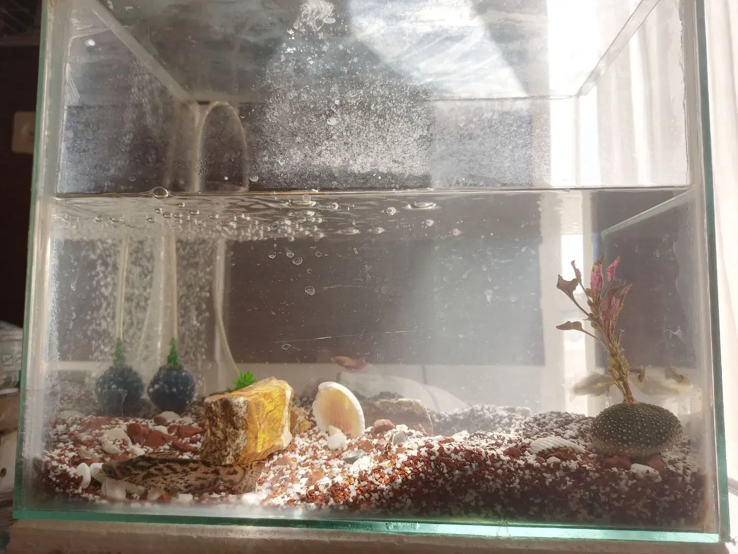 آکواریوم با پمپ اکسیژن و ۷تا ماهی مفت|ماهی|کرمان, |دیوار