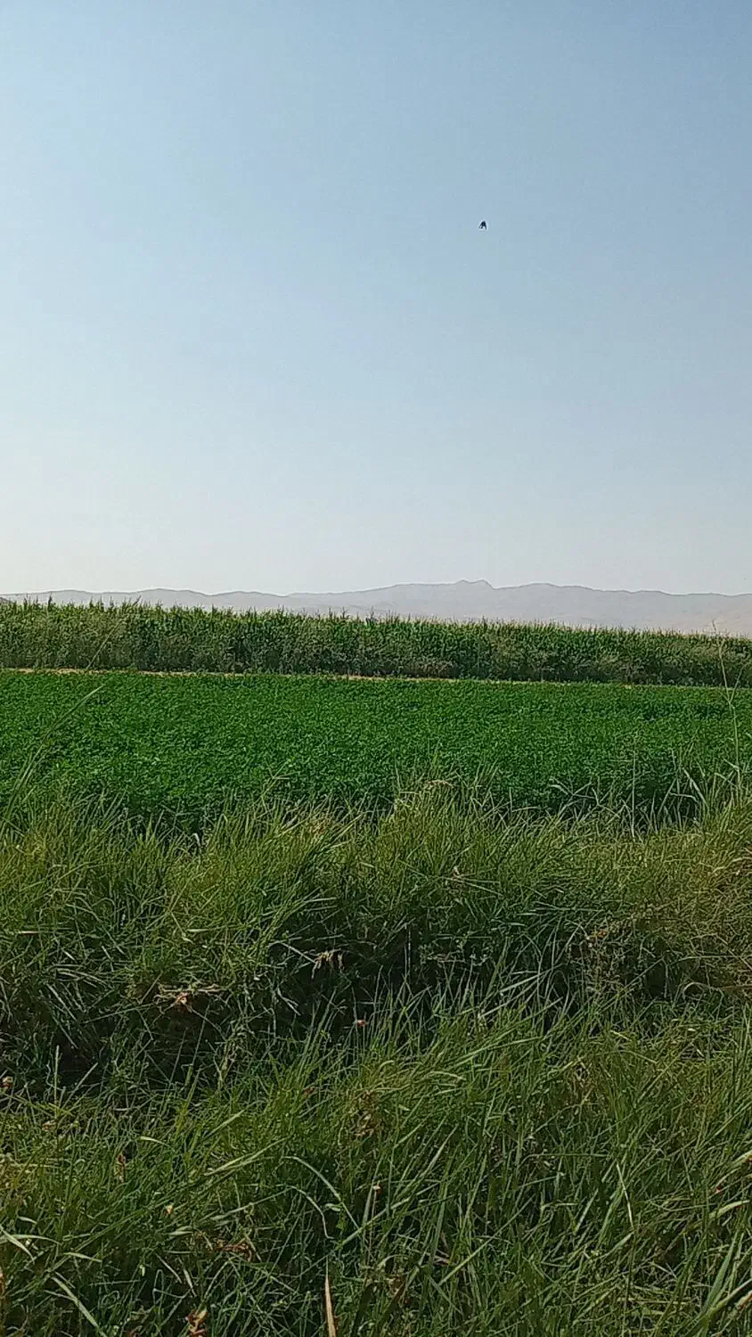 فروش زمین کشاورزی درمتراژ مختلف|فروش دفتر صنعتی، کشاورزی، تجاری|تویسرکان, |دیوار