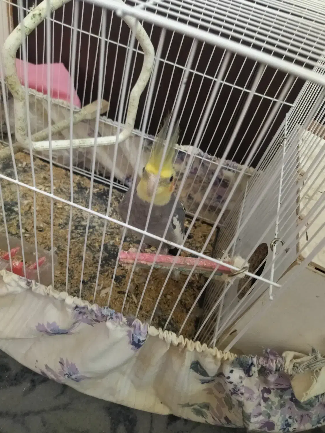 عروس هلندی نر بالغ|پرنده|مشهد, شهرک مهرگان|دیوار