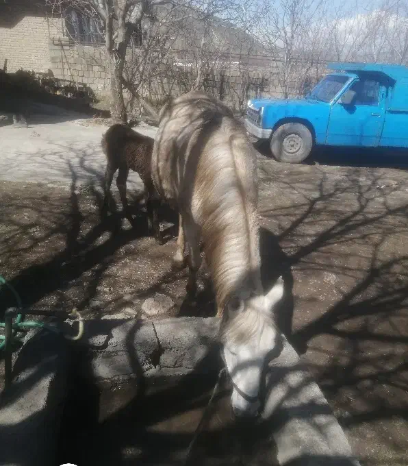 اسب|اسب و تجهیزات اسب‌سواری|سیلوانه, |دیوار