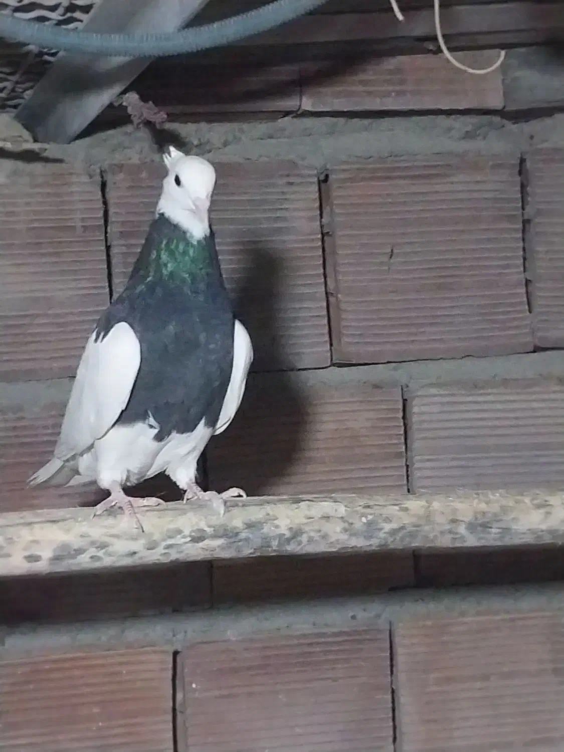 ماده سیاه واکسی|پرنده|مهربان, |دیوار