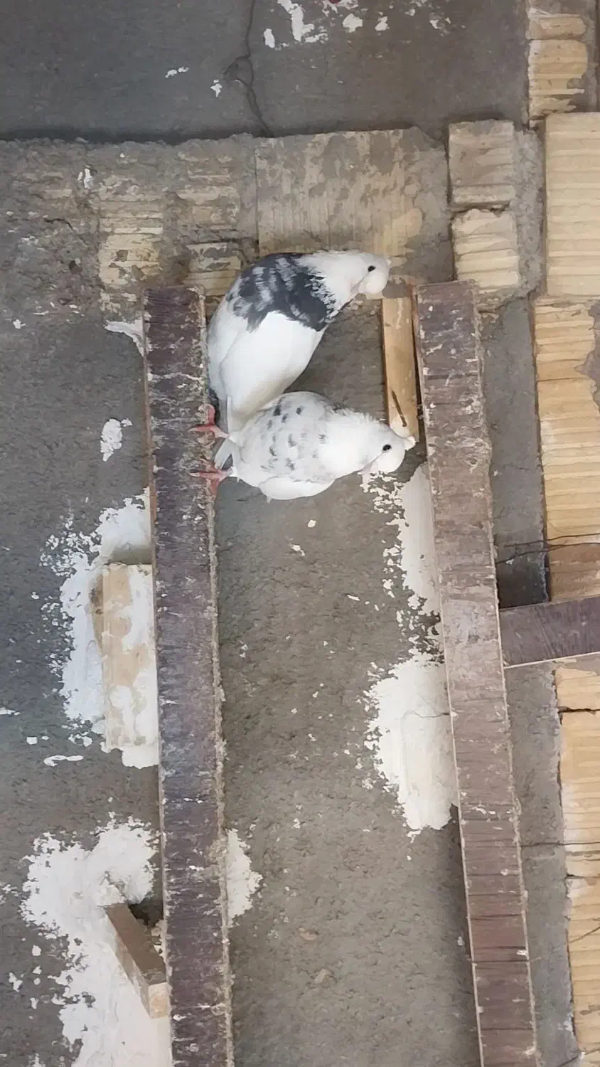 طوقی|پرنده|آباده, |دیوار