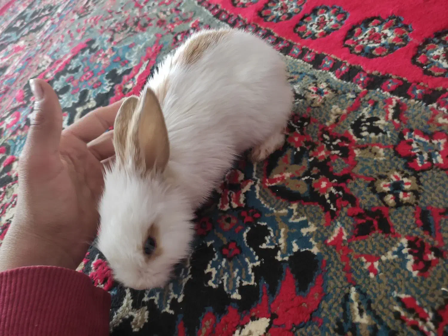 خرگوش نیمه لوپ|موش و خرگوش|گناباد, |دیوار