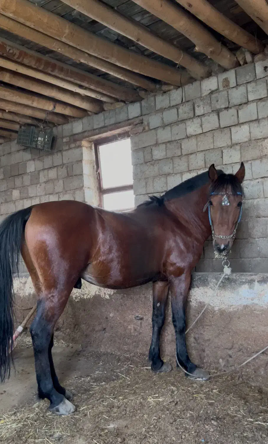 اسب سواری و باری|اسب و تجهیزات اسب‌سواری|پیرانشهر, |دیوار