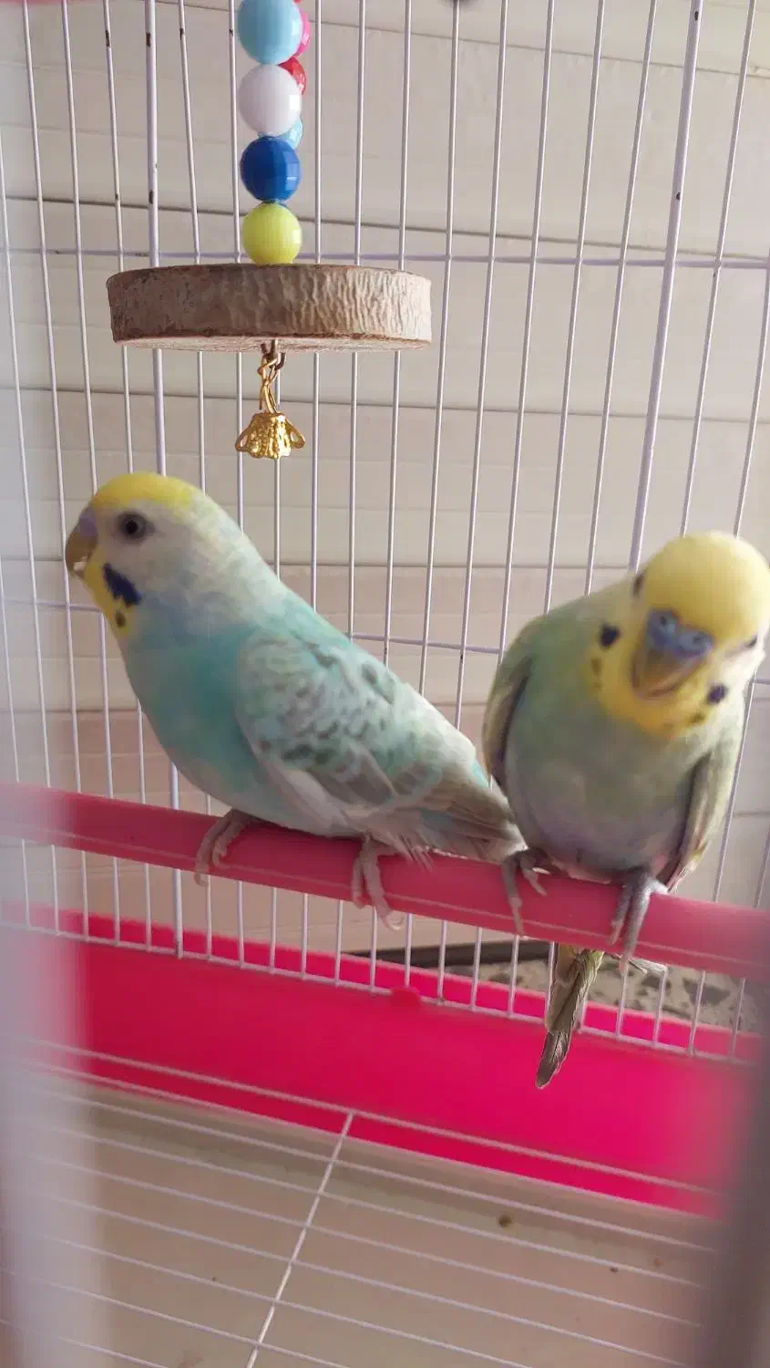 مرغ عشق جفت|پرنده|رشت, گلسار|دیوار