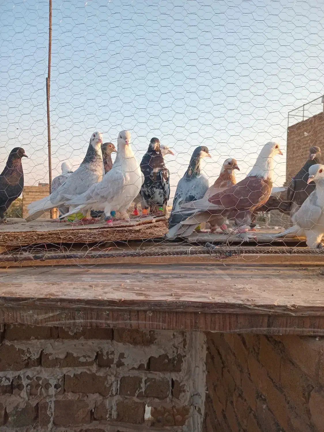 کفتررنگه|پرنده|باشتین, |دیوار