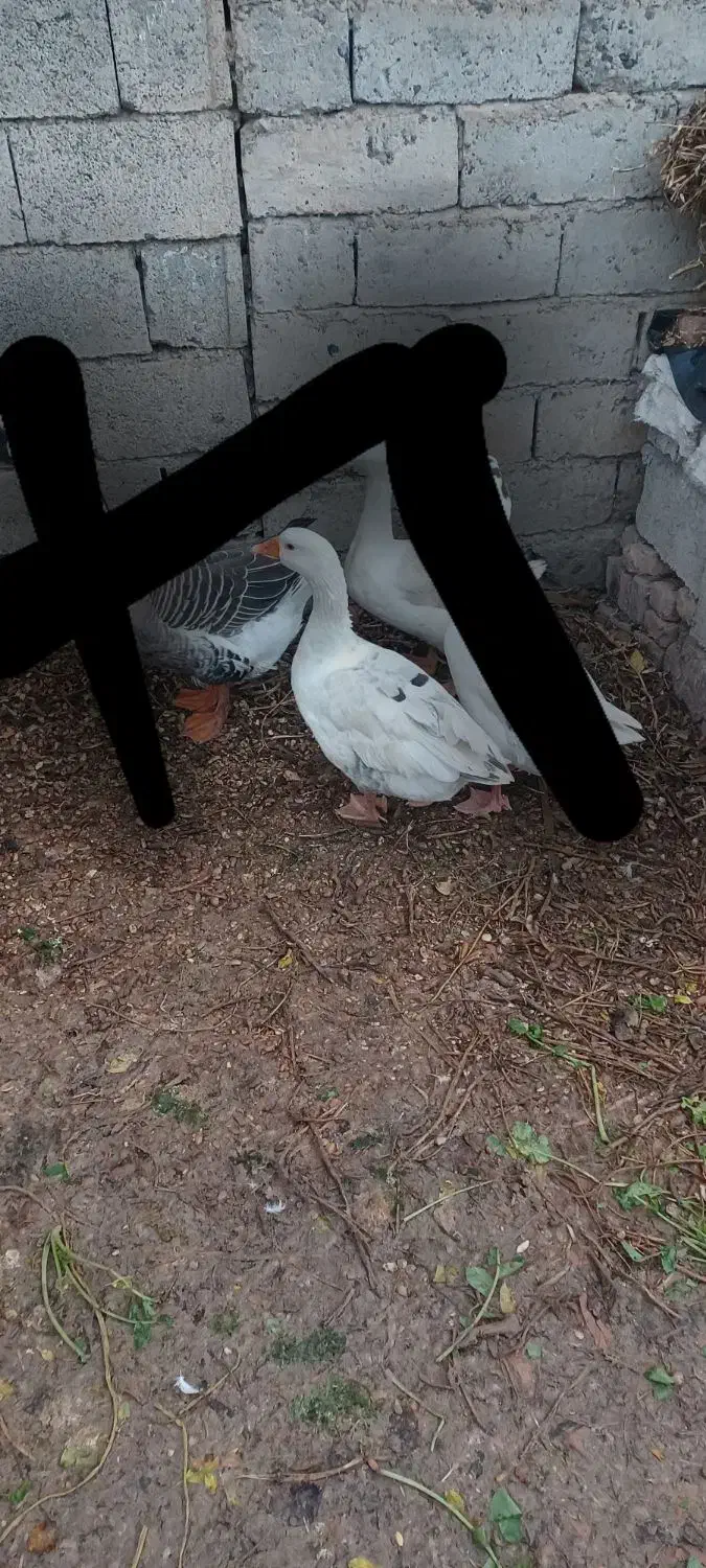 قاز|حیوانات مزرعه|پارسآباد, |دیوار