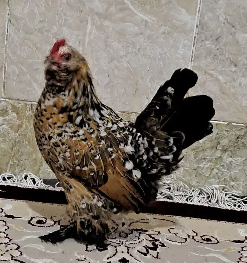 تخم نطفه دار بلژیکی|حیوانات مزرعه|قم, شهرک سازمان آب|دیوار