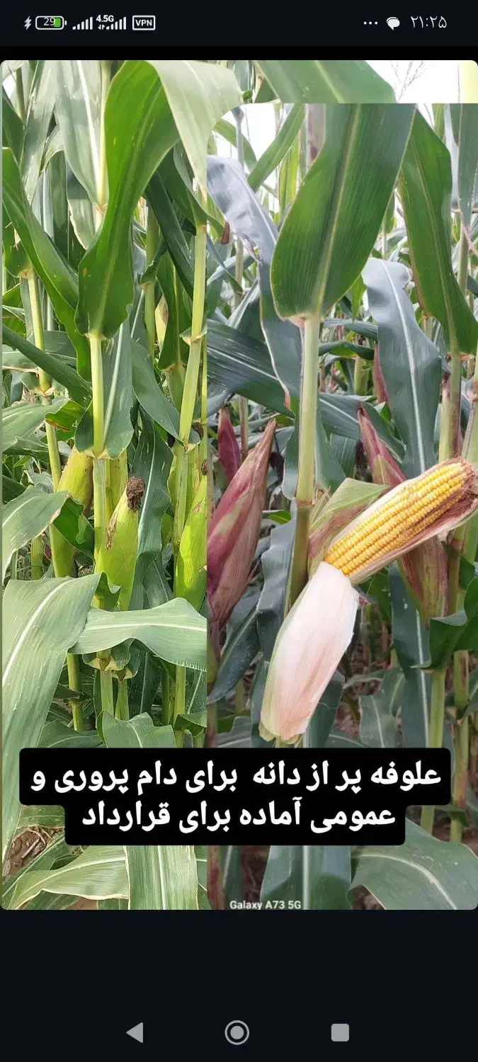 علوفه|لوازم جانبی حیوانات|گرمادوز, |دیوار