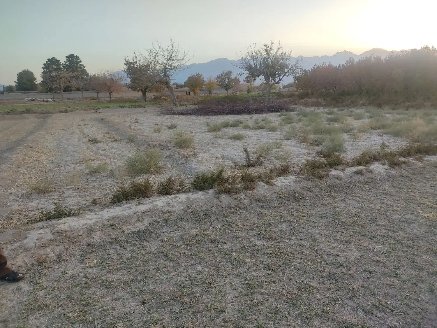 زمین مزروعی|فروش زمین و ملک کلنگی|ماهان, |دیوار