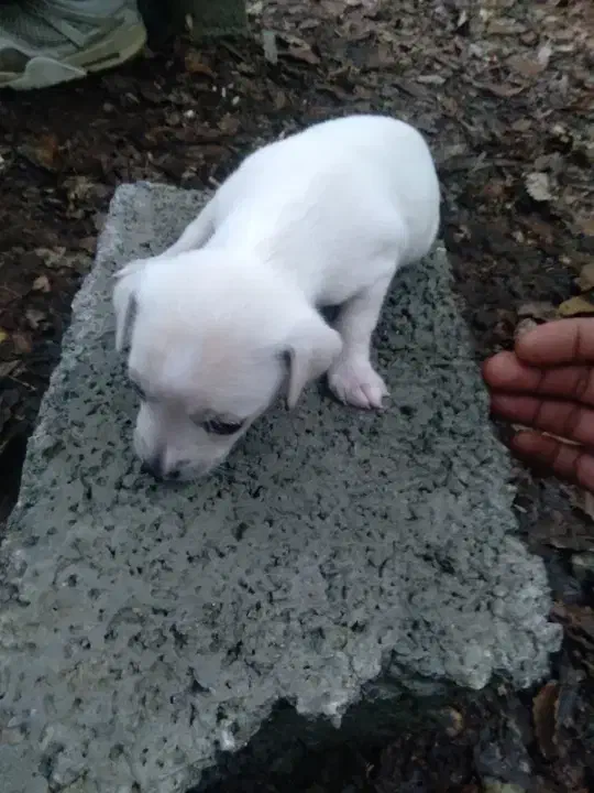 سگ خرید و فروش|سگ|نوشهر, |دیوار