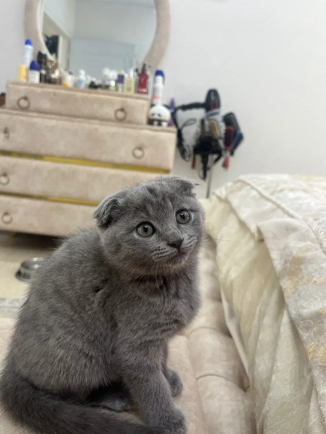 گربه اسکاتیش|گربه|تهران, اسکندری|دیوار