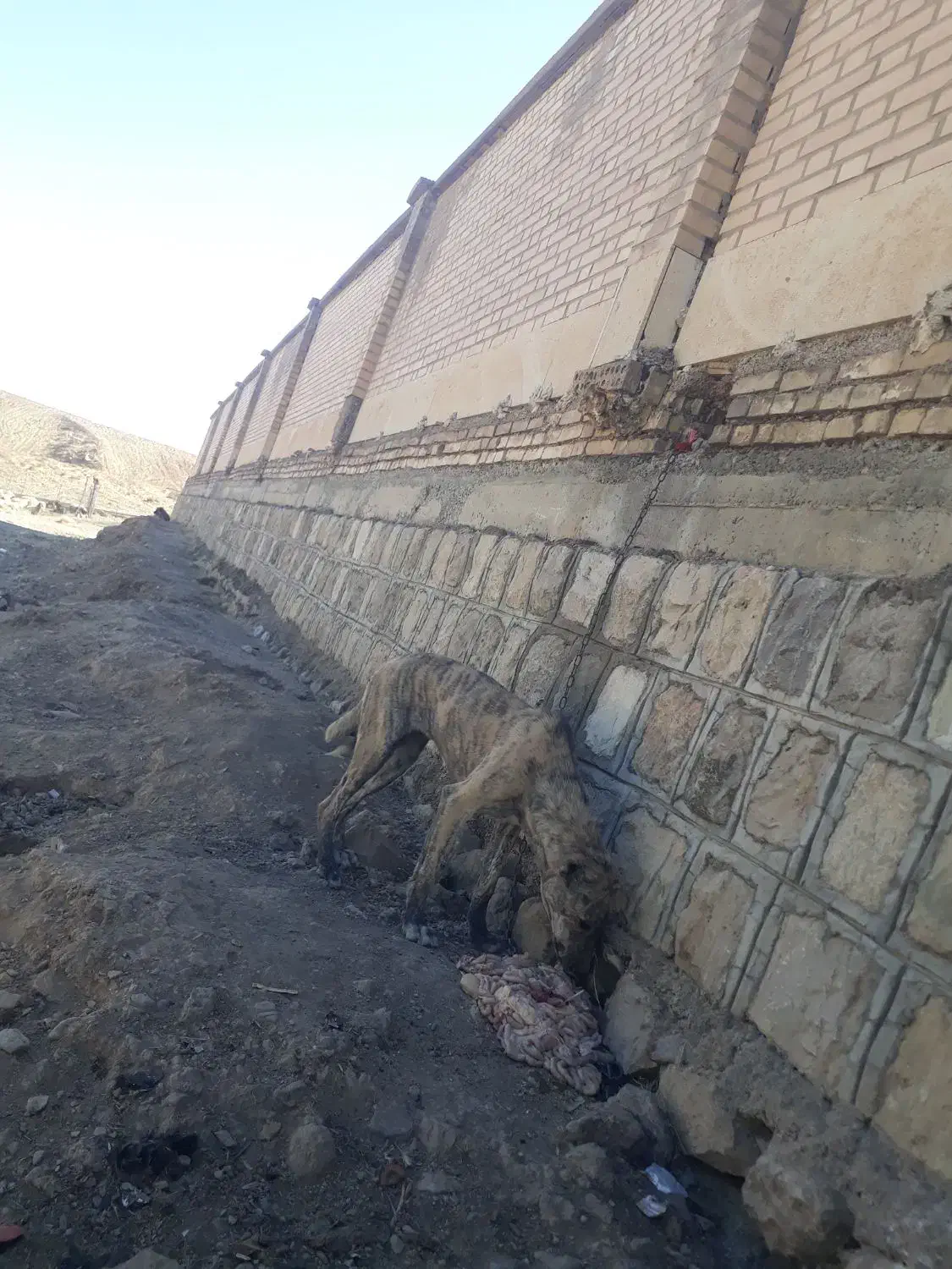 توله سگ ۶ماه سرابی ماده قابل معاوضه|سگ|دره شهر, |دیوار