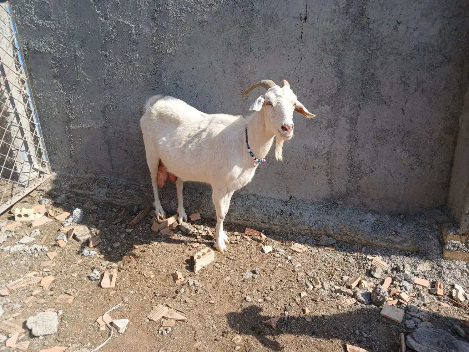 بز سانن شیری|حیوانات مزرعه|سیمین شهر, |دیوار