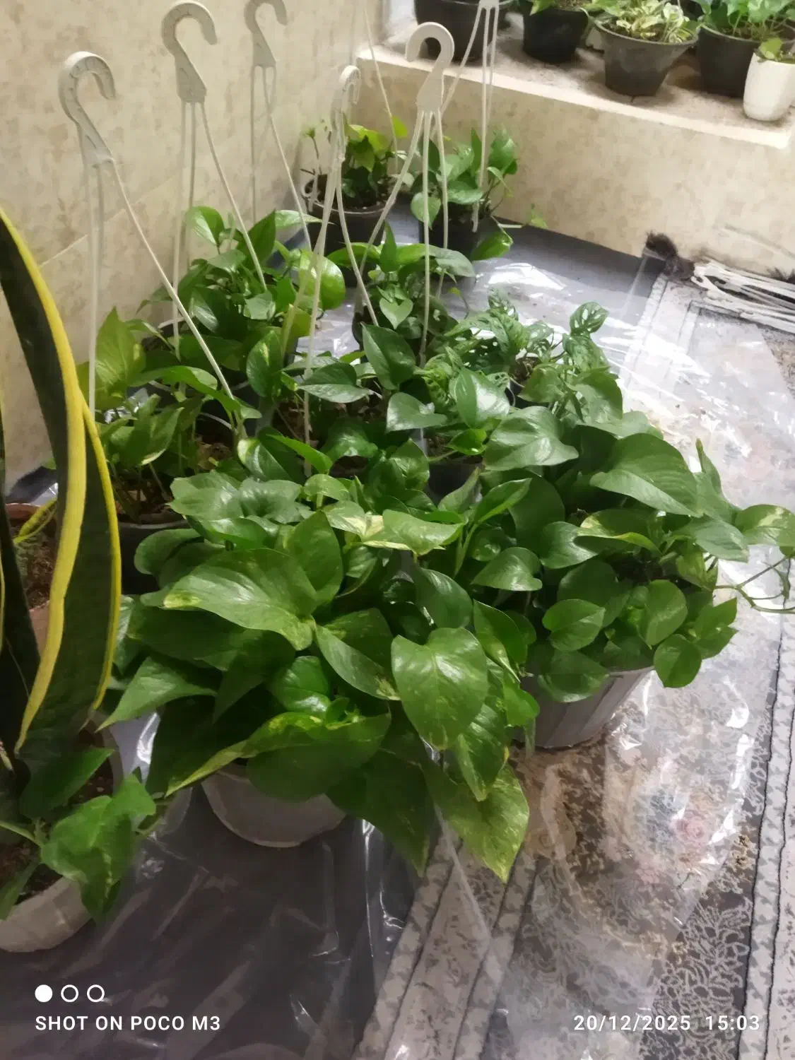 گل پتوس|گل و گیاه طبیعی|آبیک, |دیوار