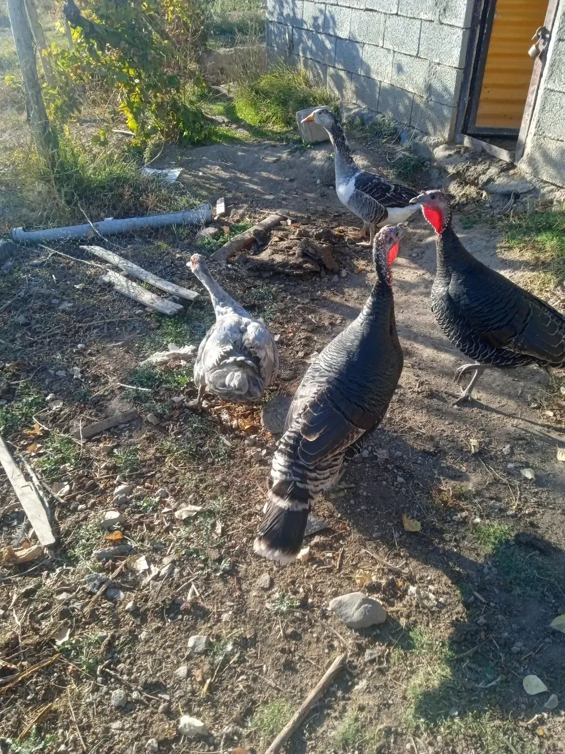 مزرعه حیوانات|حیوانات مزرعه|مشگین شهر, |دیوار