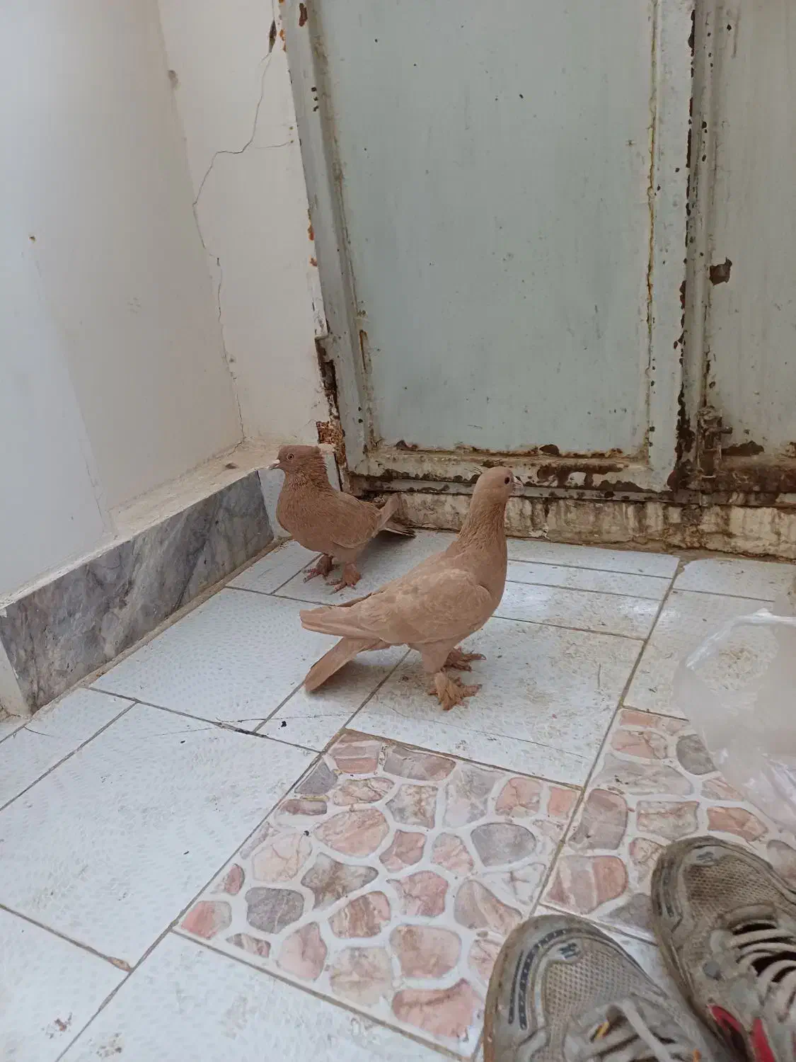 کفتر یا کبوتر|پرنده|تربت‌حیدریه, قائم|دیوار