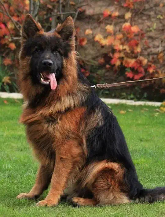 ژرمن شپهرد (شیانلو آلمانی ) family dog|سگ|تهران, دانشگاه شریف|دیوار