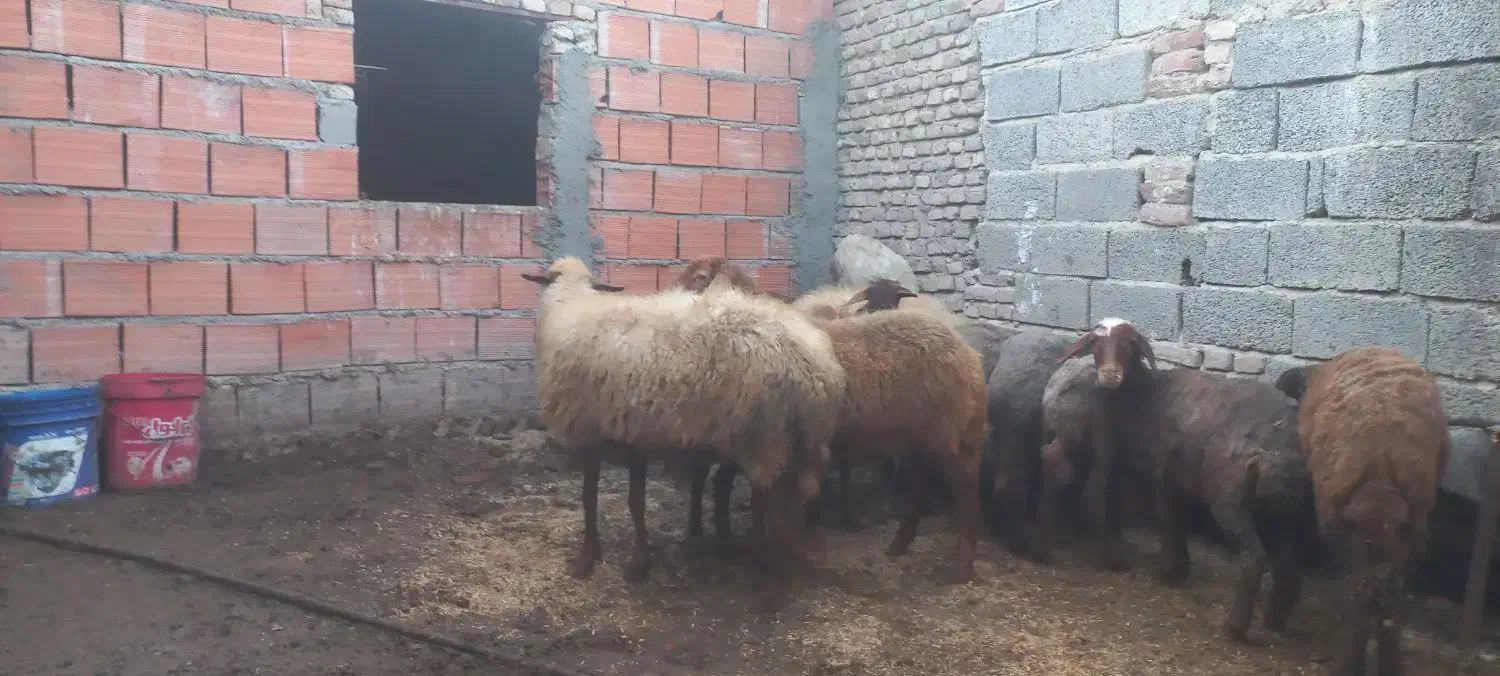 گوسفند آبستن|حیوانات مزرعه|بهشهر, |دیوار