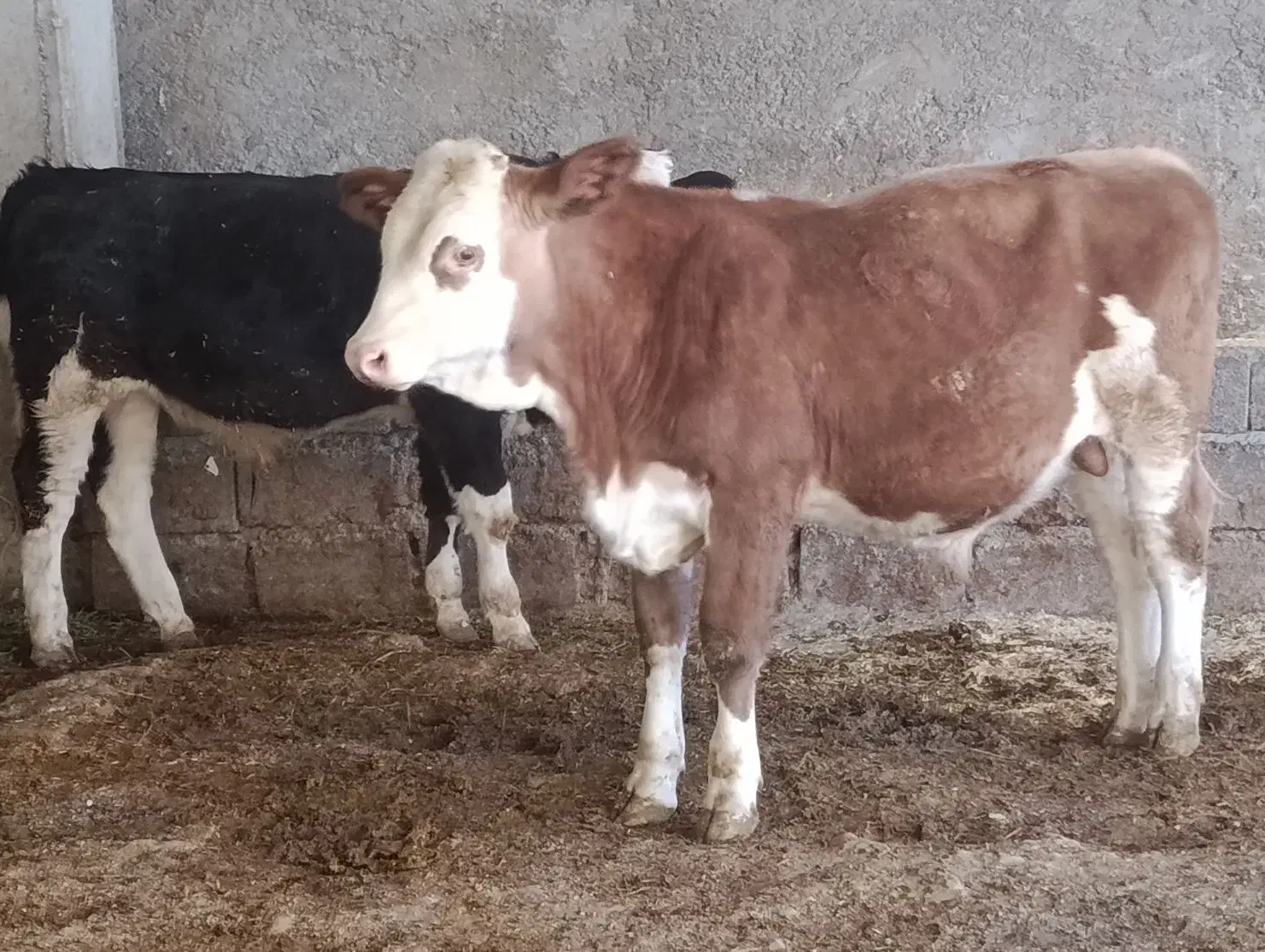 دوراس گوساله نر سیمینتال جنس یک یک آنتیک|حیوانات مزرعه|چگنی, |دیوار