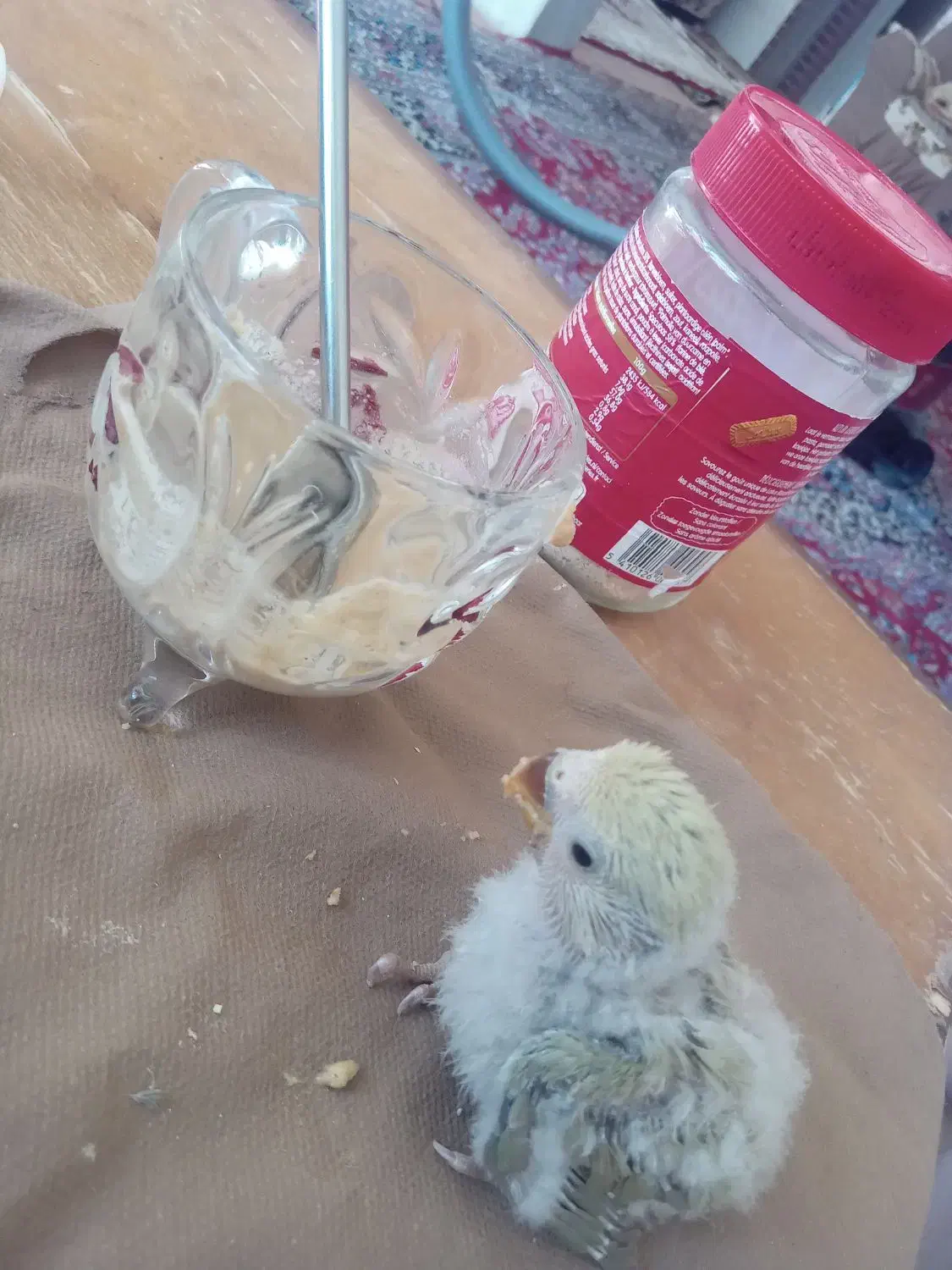 جوجه طوطی کوتوله فیشر خاص|پرنده|نجف‌آباد, کهریزسنگ|دیوار