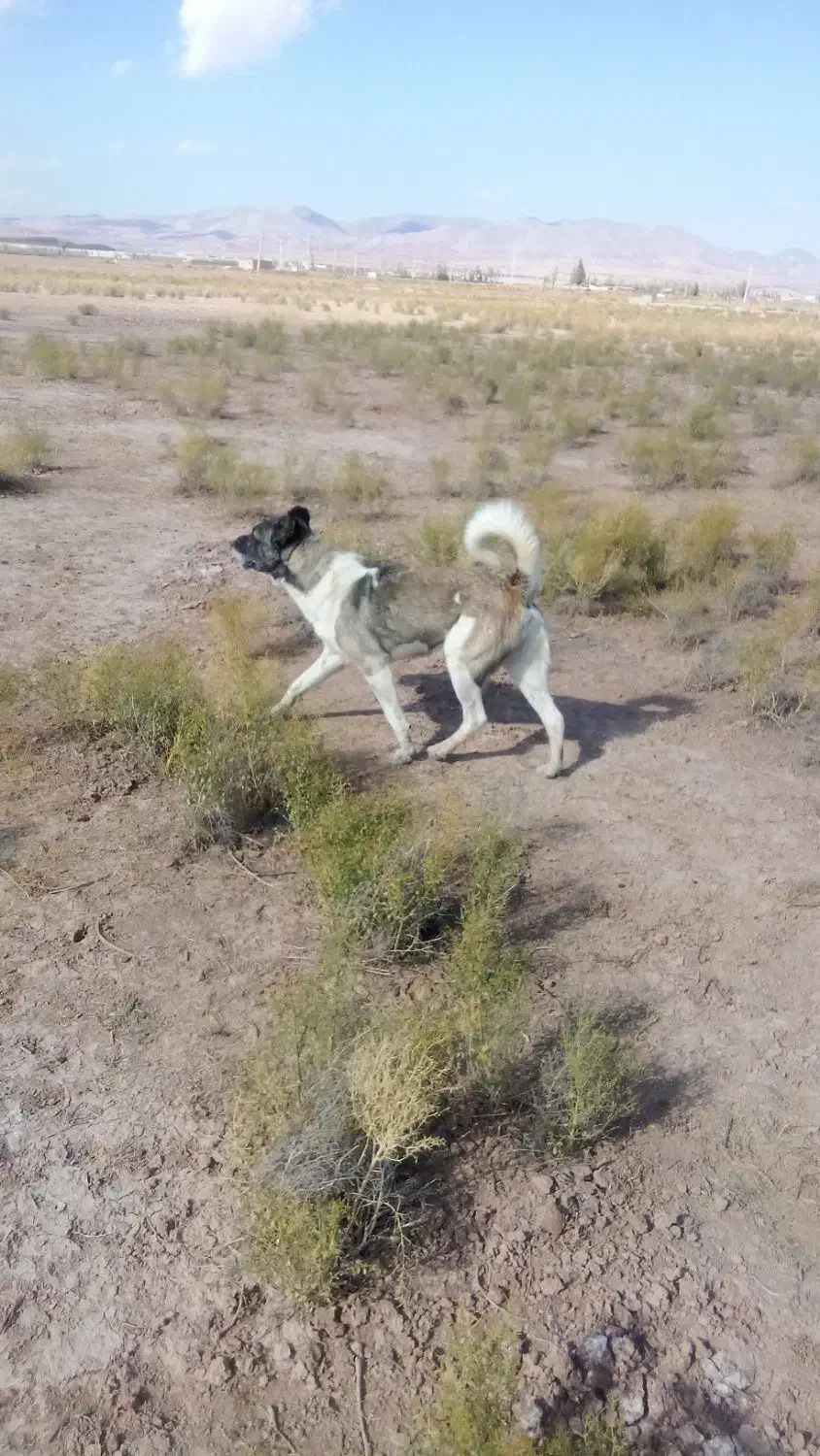سگ سرابی جوان نترس بسیار جسور|سگ|خواجه, |دیوار