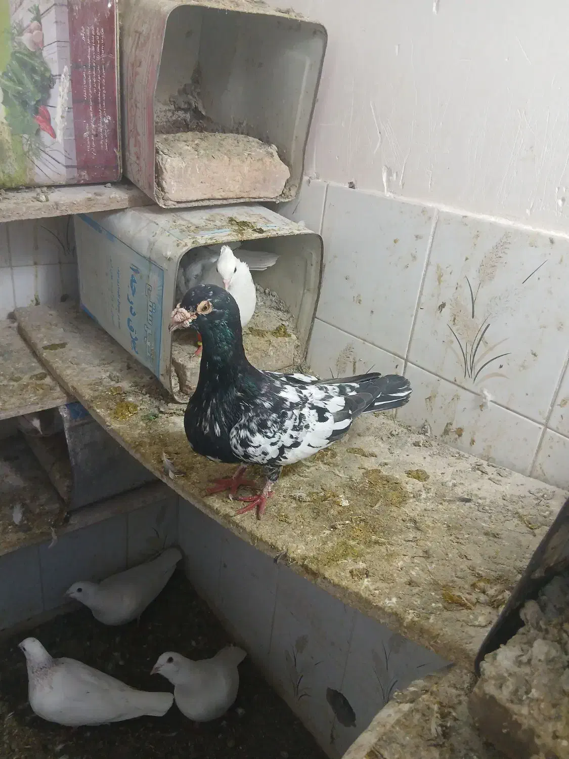 کفترتکی وجفتی|پرنده|سبزوار, فرهنگیان|دیوار