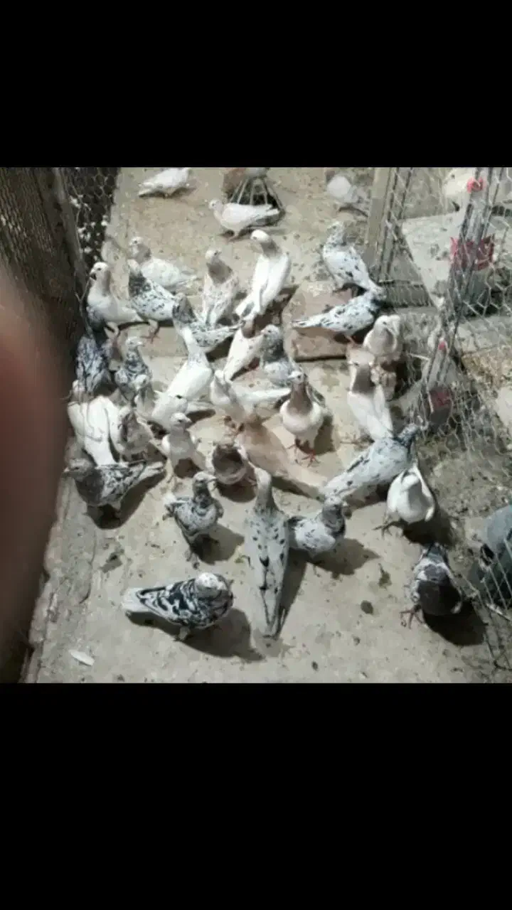 کود کفتر|خدمات باغبانی و درختکاری|بیرجند, |دیوار