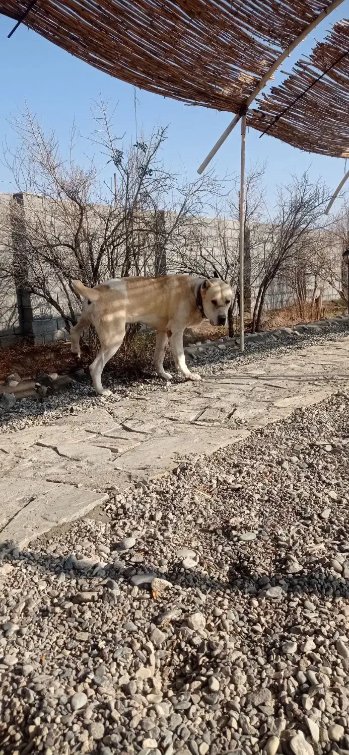 سگ گله|سگ|مه ولات, |دیوار