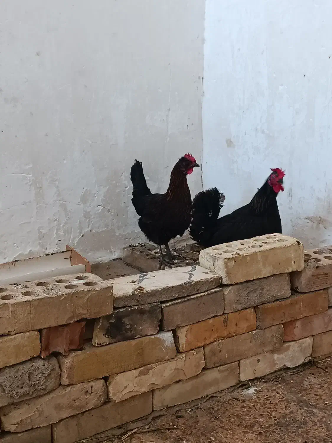 مرغ سیاه در حمیدیه|حیوانات مزرعه|اهواز, امانیه|دیوار